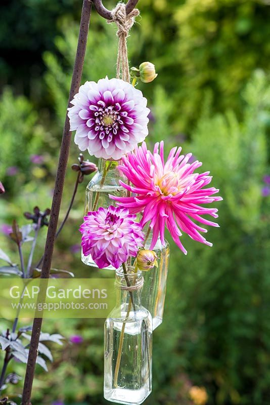 Hanging bottles with dahlias