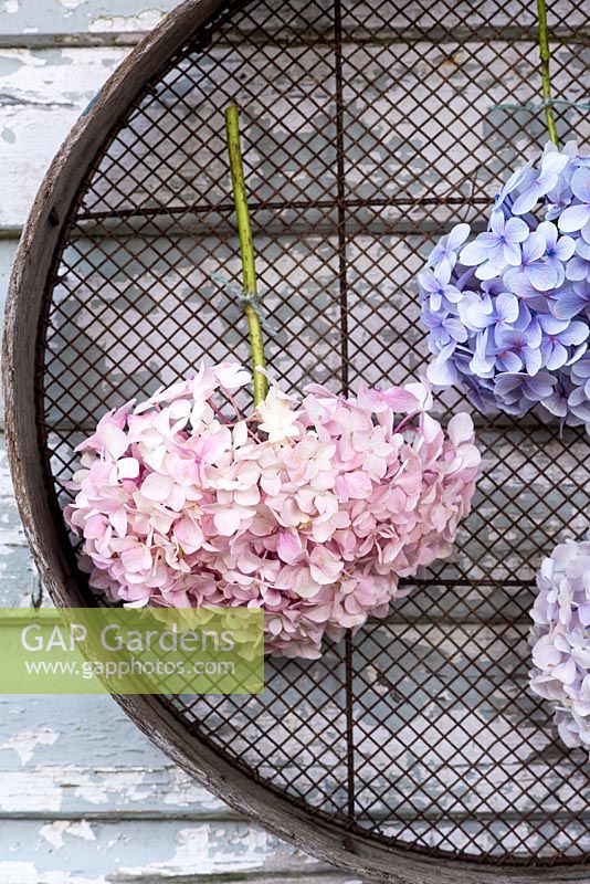 Cut hydrangea flowers tied to old sieve for drying