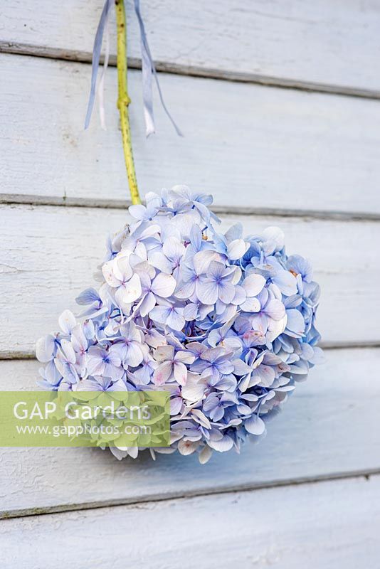 Cut Hydrangea flowers displayed hanging on wooden background with ribbon