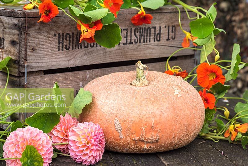 Pumpkin 'Zucca da Marmellata' with dahlias and nasturiums. 