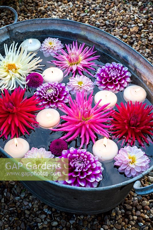 Floating dahlias and candles in metal container. 