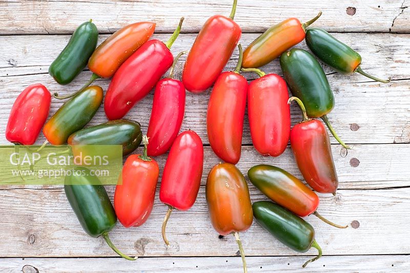 Harvested chilli peppers on wooden surface