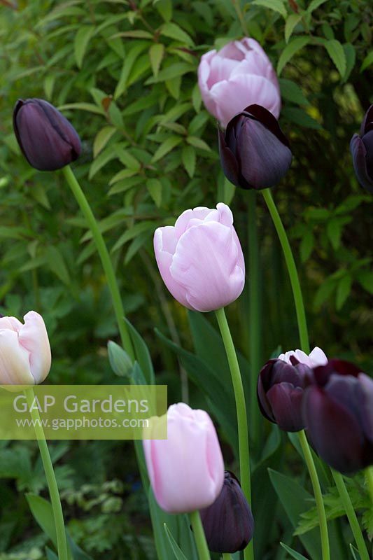 Pink and dark purple Tulipa - tulips