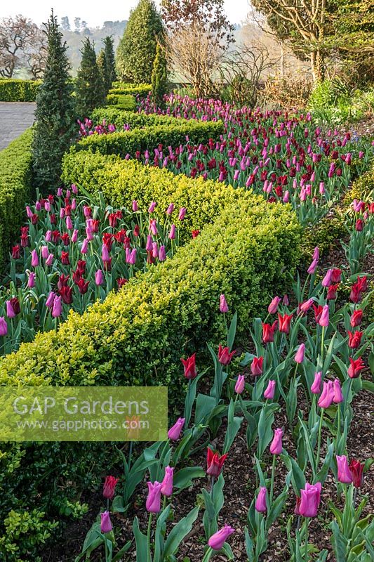 View up clipped hedge and flowering Tulipa borders at Borde Hill West Sussex, UK. 