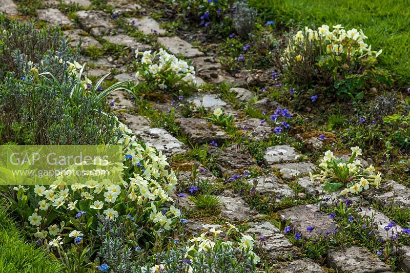 Old brick path lined with Spring flowers at Butlers Farmhouse, Sussex, UK. 