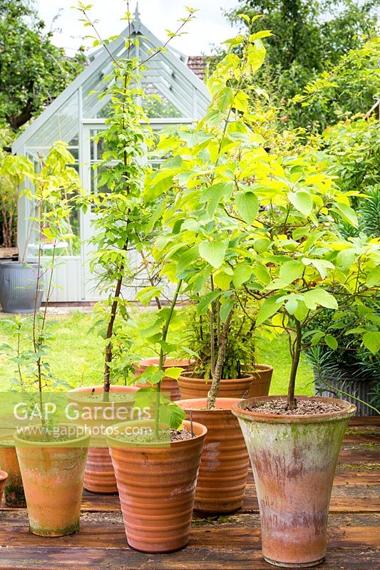 Collection of young trees growing in terracotta pots. 