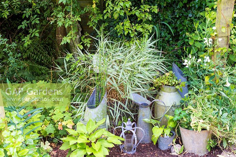 Galvanised jugs and buckets decorate corner with shade-tolerant plants. 