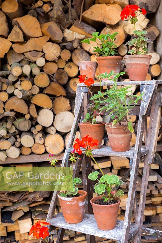 A step-ladder functions as plant stand to various pelargoniums in terracotta pots. 