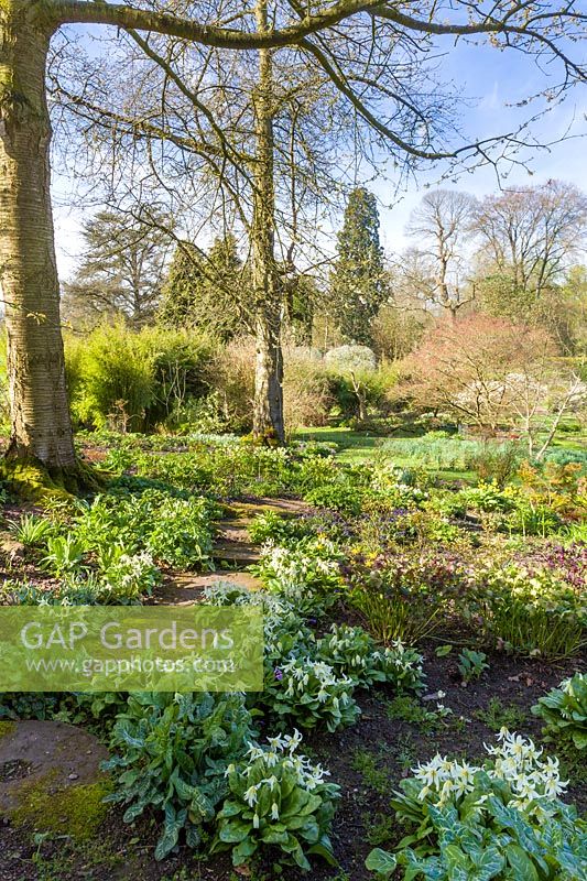 View of The Glade at Cholmondeley Castle Gardens, Cheshire, UK.  