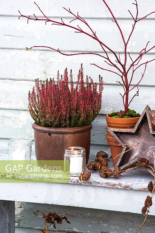 Heathers and Cornus in containers with wooden star, tealights and cones on painted bench. 