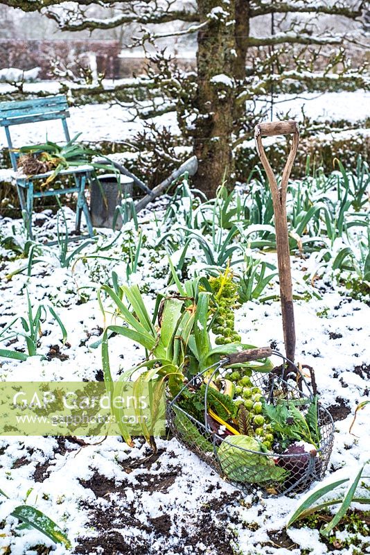 Winter produce harvested in snowy vegetable garden. 