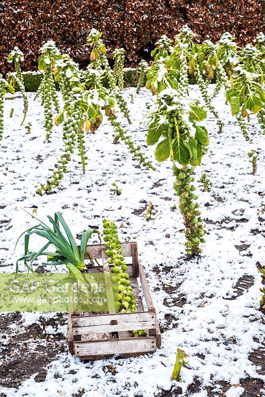 Harvested brussel sprouts in snowy vegetable garden. 