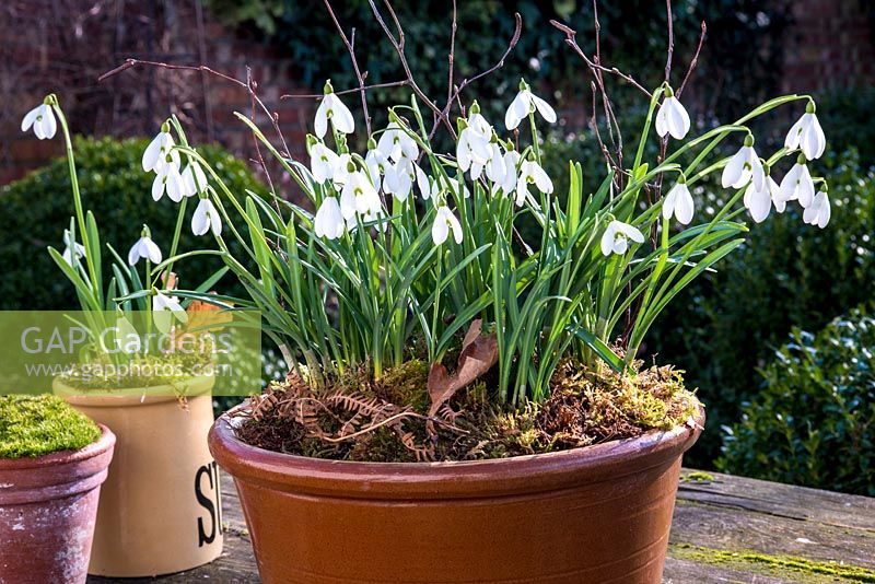 Galanthus nivalis - snowdrops - in pottery container. 