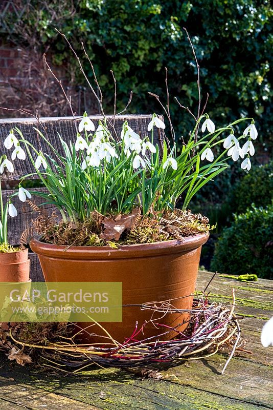Galanthus nivalis in pottery container. 