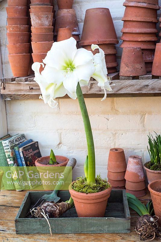 Potted Hippeastrum - Amaryllis - in greenhouse. 