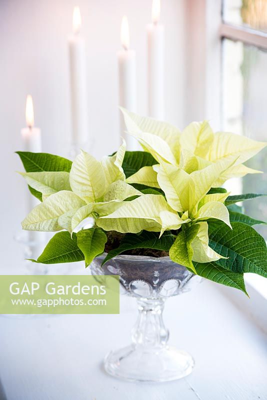 White poinsettia - Euphorbia pulcherrima - in glass bowl on windowsill with candles. 