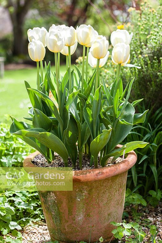 terracotta pot with Tulipa 'Angels Wish'