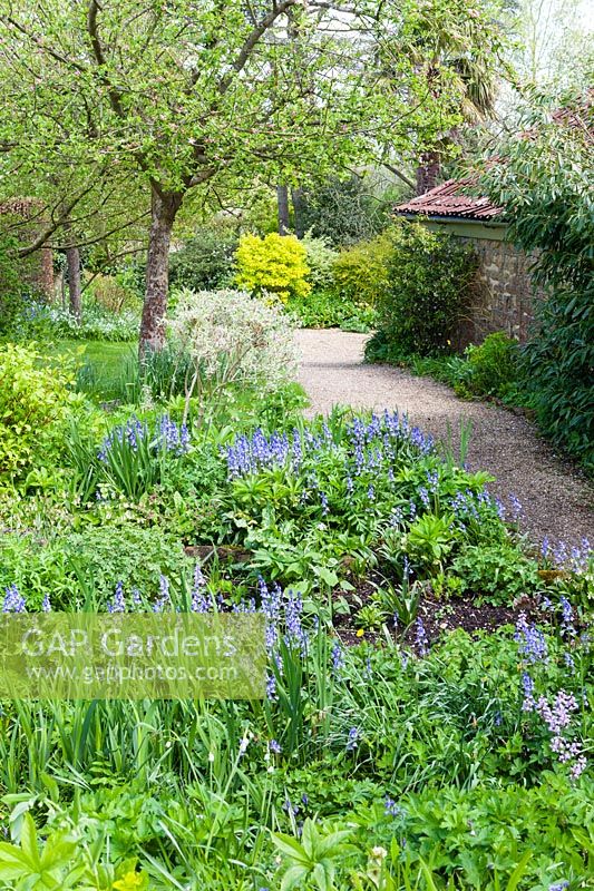 View of path along flowering border at East Lambrook Manor Gardens, South Petherton, Someset, UK.