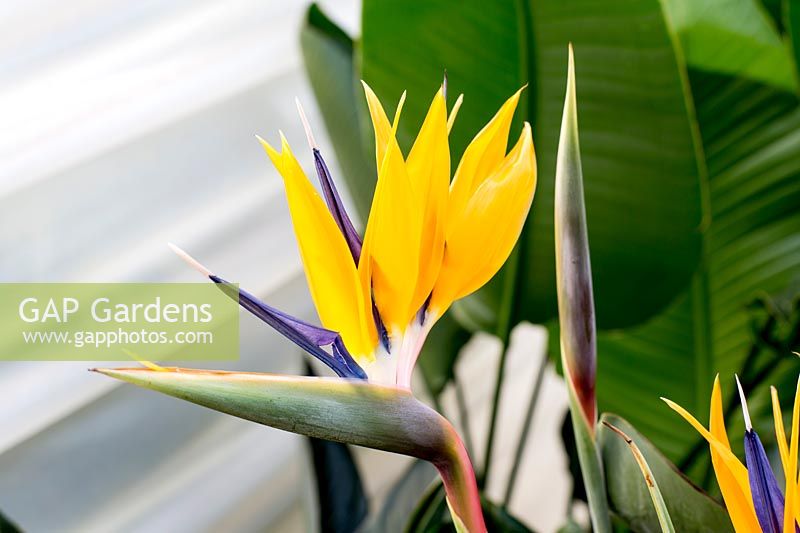 Strelitzia reginae 'Mandela's Gold' - bird of paradise