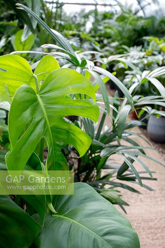 Philodendron pertusum and other indoor plants for sale at The Palm Centre, Ham, UK. 