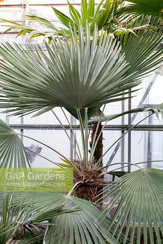 Trachycarpus princeps - Palm