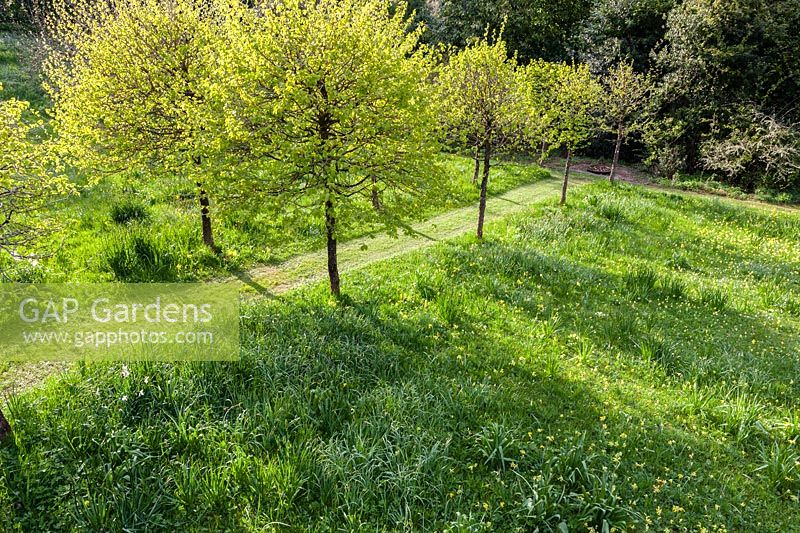 Elevated view of avenue of Corylus colurna  - Turkish Hazels - grown as standards in 'The Meadow' at Veddw House Garden, Monmouthshire, Wales, UK. 