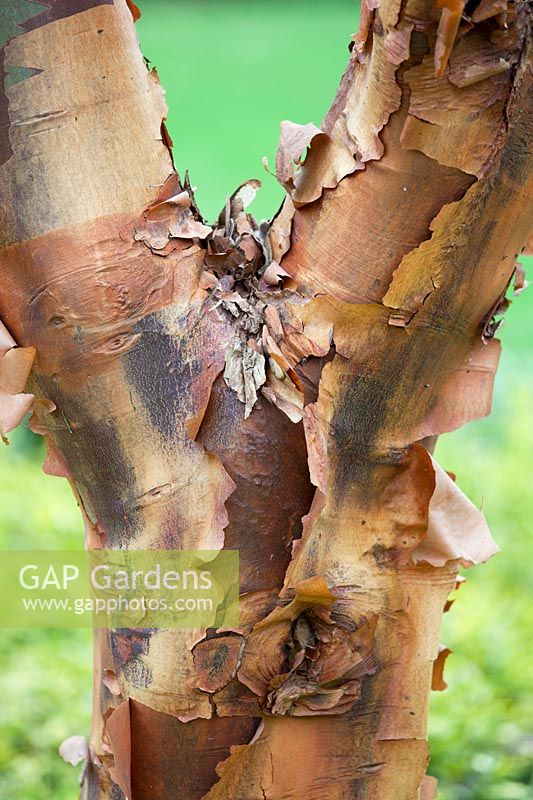 Acer Griseum -  paperbark maple.