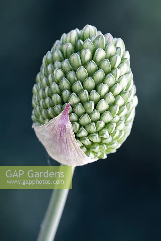 Allium sphaerocephalon - round-headed garlic