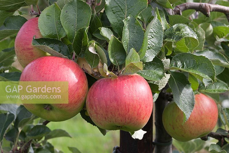 Malus domestica 'Bramley's Seedling' - apple 