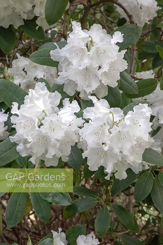 Rhododendron 'Loaders White'