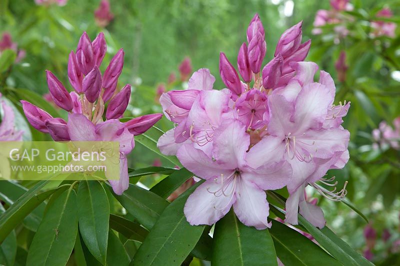 Rhododendron 'Mrs E C Stirling'
