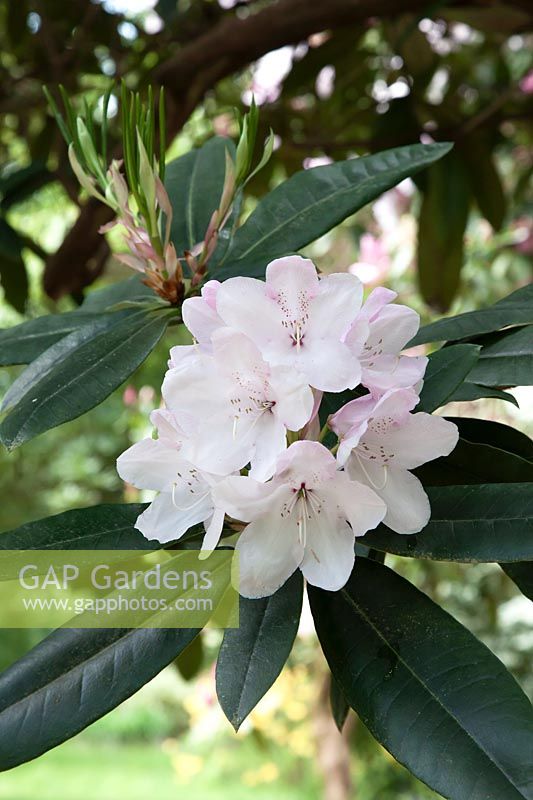 Rhododendron 'White Pearl' 