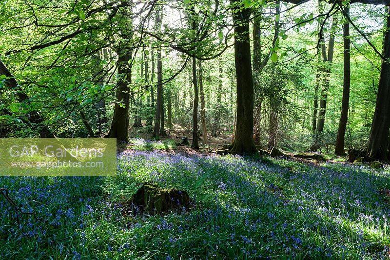  Sunlight on woodland floor, shadows on bluebells cast by Fagus sylvatica - beech and Carpinus betulus - 
hornbeam
 