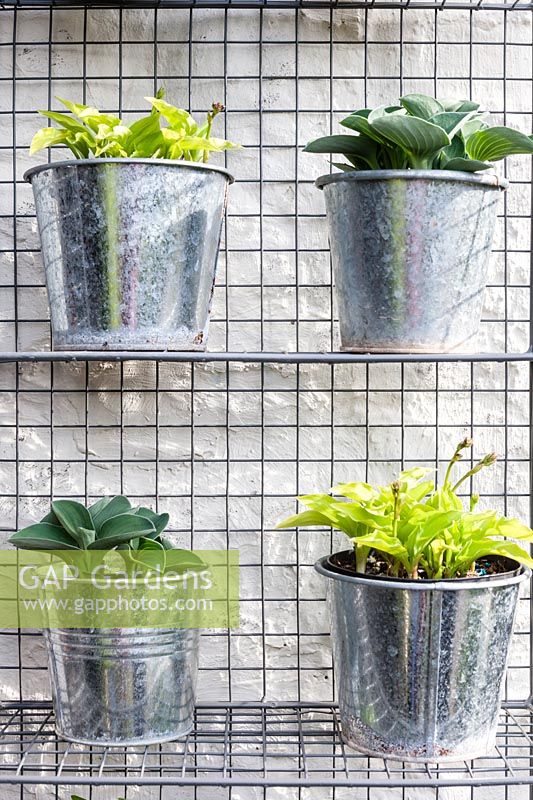 Closeup of miniature hostas growing in galvanised pots and display in a metal cage attached to wall

 and hung on house 