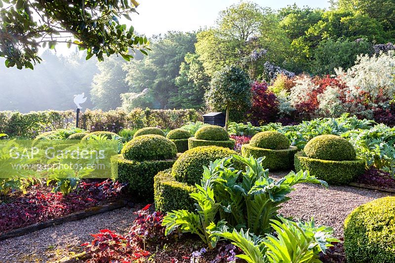 Rows of clipped topiary of Buxus sempervirens - box in a vegetable garden

