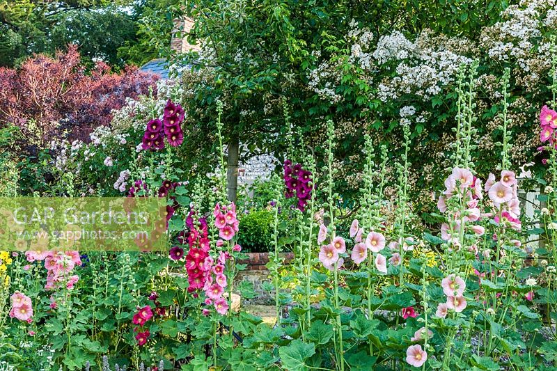 Alcea rosea - Hollyhocks at The Long House in Sussex