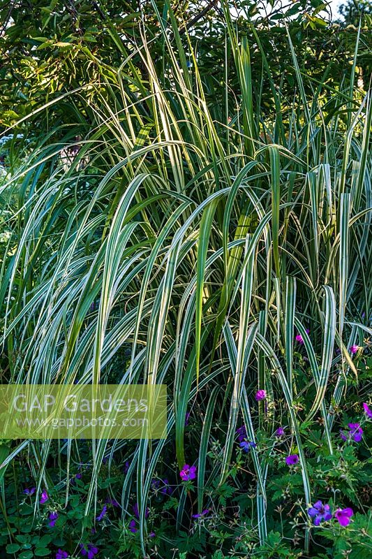 Arundo donax var. versicolor variegated giant reed