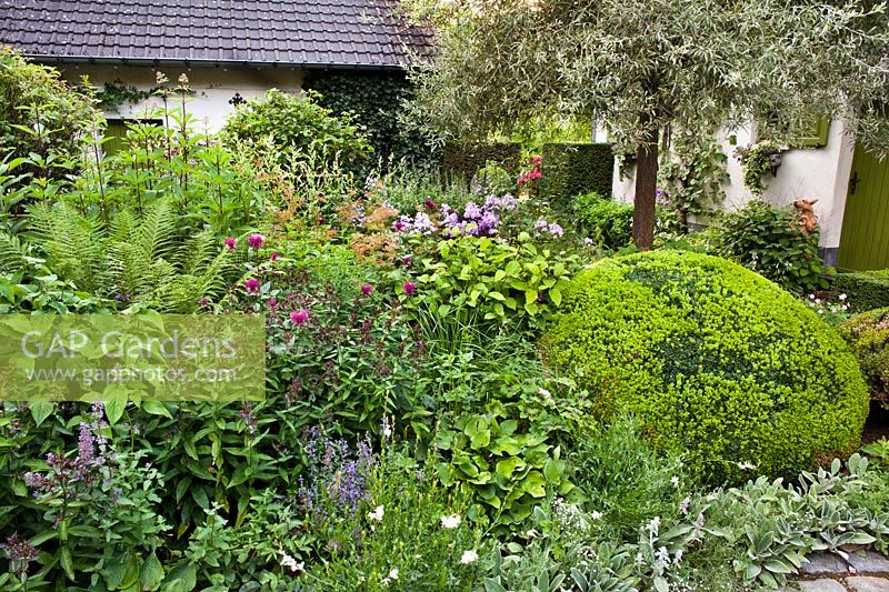 Box topiary and Phlox in summer border, Dina Deferme garden, Belgium