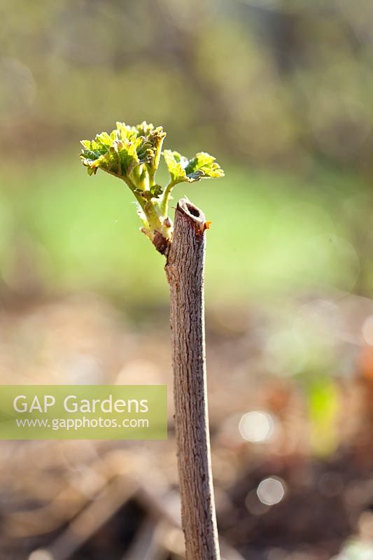 Leaves developing on a cutting of Ribes - red currant