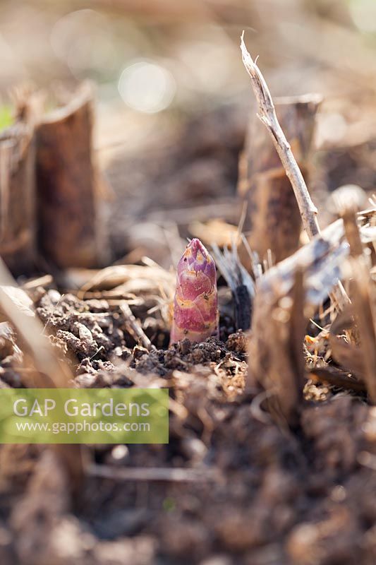 Shoot of Asparagus officinalis - asparagus - emerging through soil