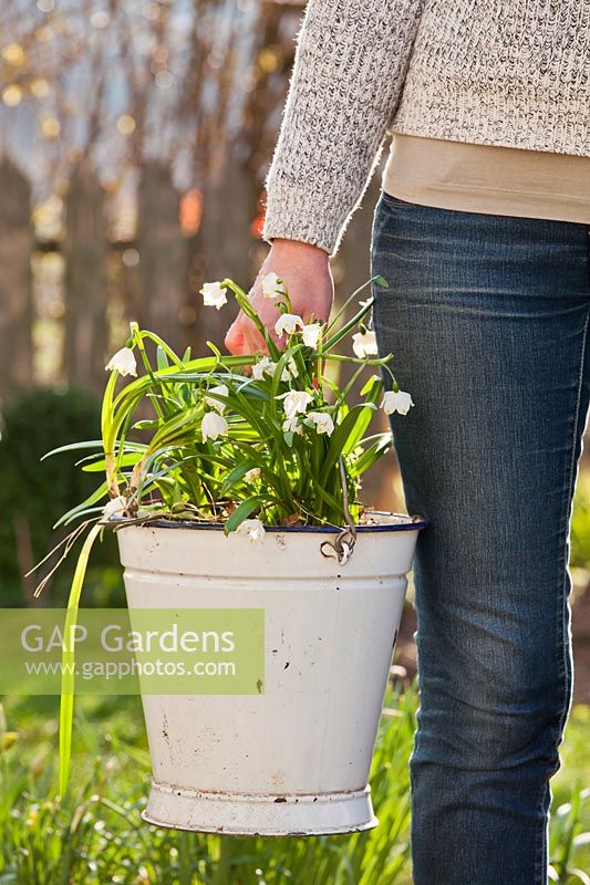 Carrying clump of flowering Leucojum - snowflake in a bucket