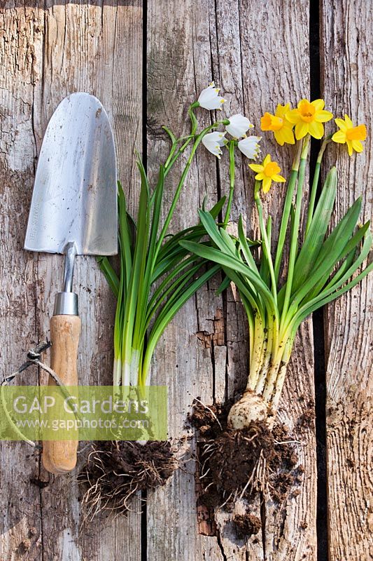 Clumps of flowering bulbs Leucojum vernum - snowflakes - and Narcissus - daffodils on a timber background beside trowel