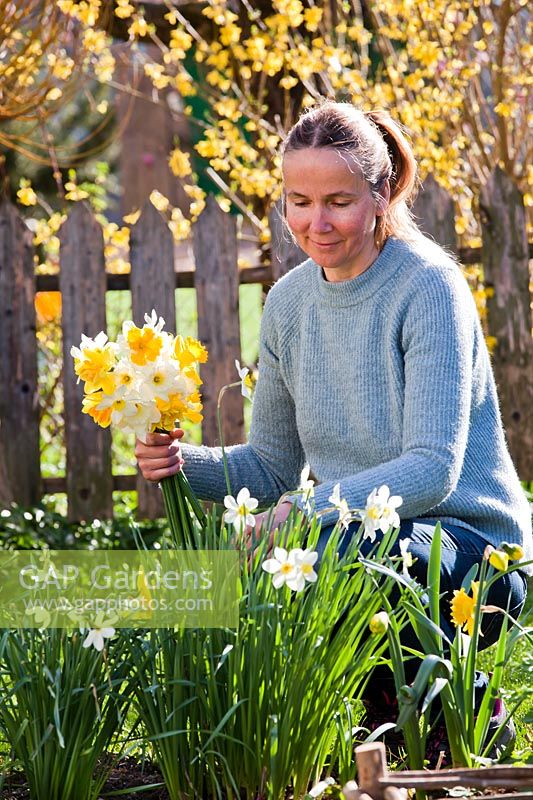 Woman picking mixed Narcissus - daffodils - for use as cut flowers