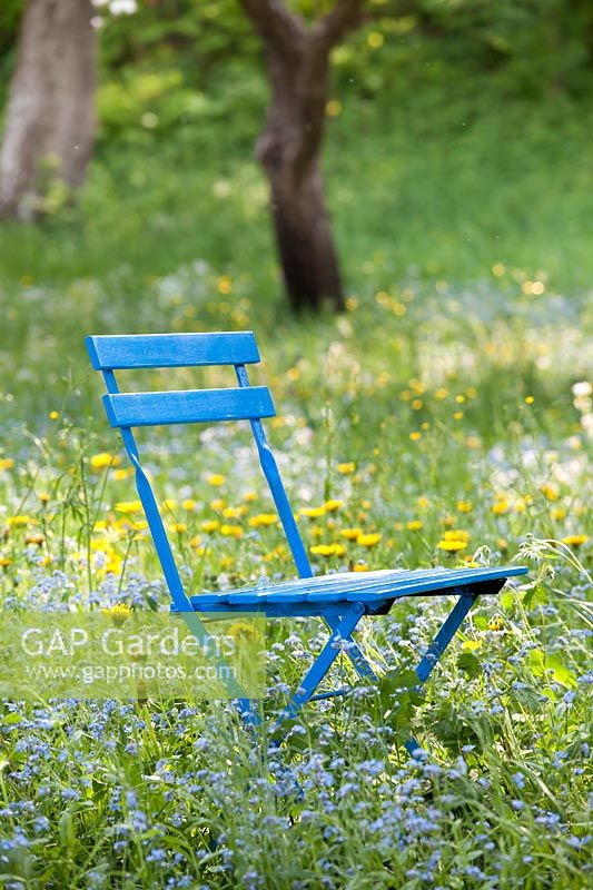 Blue chair in wild meadow with forget me nots.