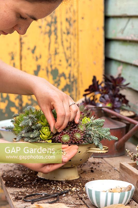 Woman using small gravel to fill in gaps in succulent planter