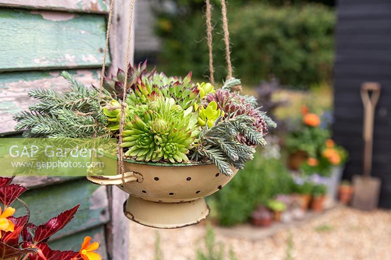Colander planted with mixed succulents hanging in yard setting