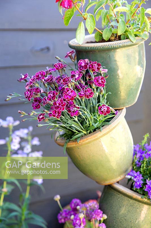 Dianthus species planted in pot tower