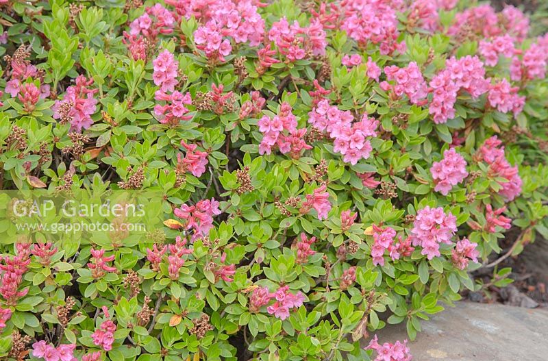 Dwarf Rhododendron 