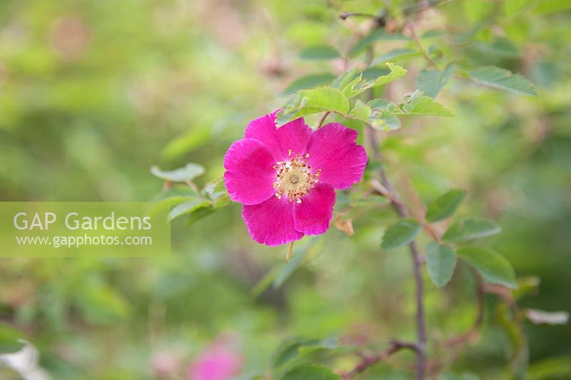 Deep pink and fragrant Rosa pendulina 'Harstad'.