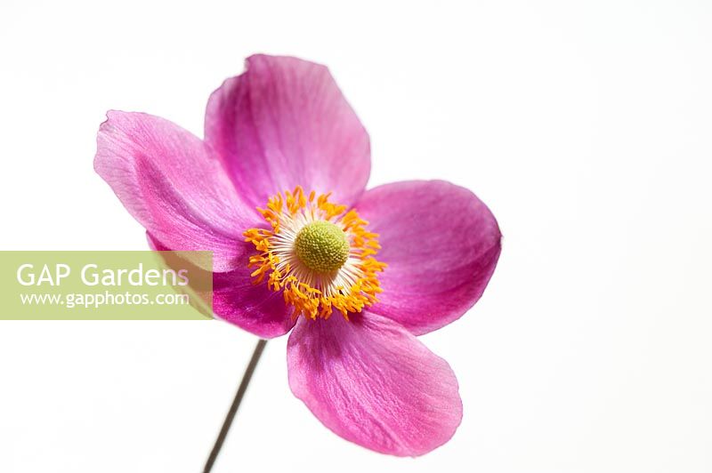 Anemone x hybrida 'Pretty Lady Susan' - Japanese anemone